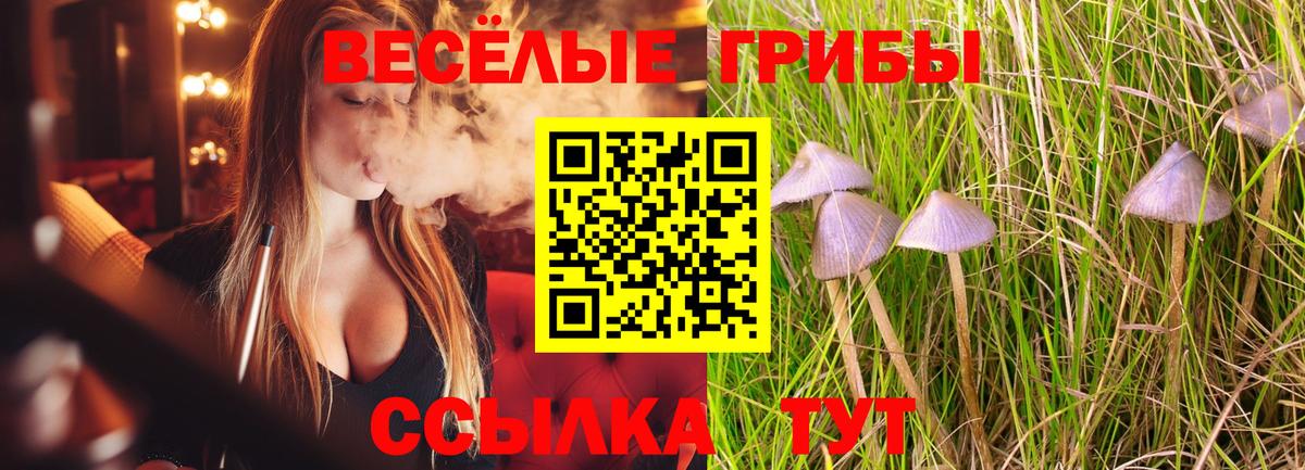 Псилоцибиновые грибы Psilocybe Абинск